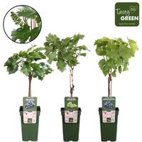 Vitis in varieties