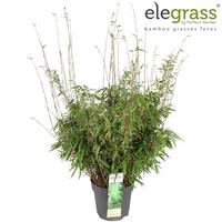 Fargesia Rufa