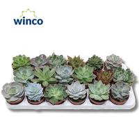 Echeveria in varieties (18 Spc.)