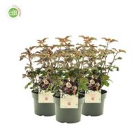 Physocarpus opu. Diabolo