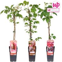 Parthenocissus in varieties