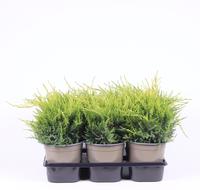 Juniperus pfit. Old Gold