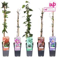 Climbers in varieties (incl. Clematis)