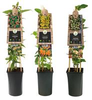 Lonicera in varieties