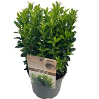 Euonymus jap. Green Spire