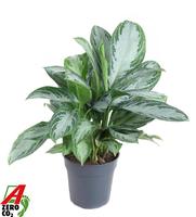 Aglaonema Silver Bay