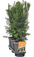 Hedgeline Taxus media Hicksii