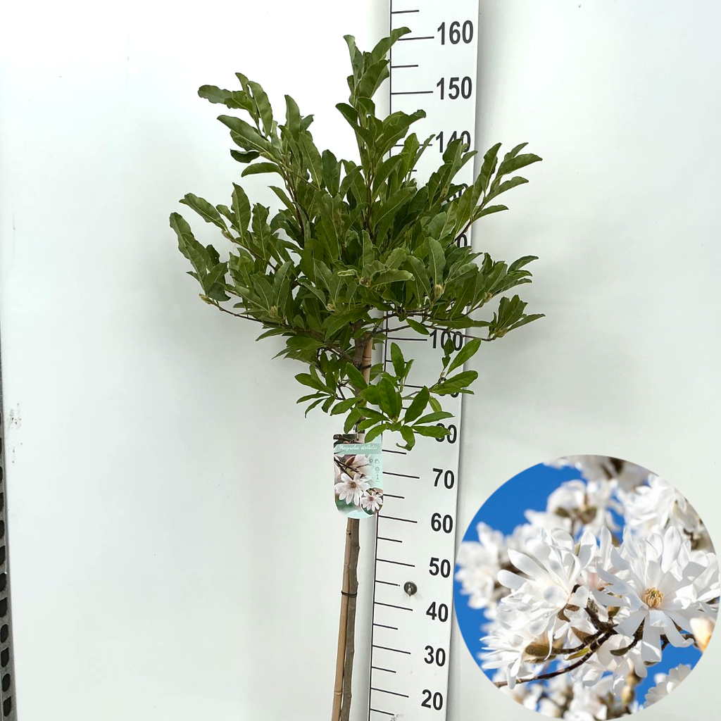 Picture of Magnolia stellata P26 (7.5 Ltr) 90/STD