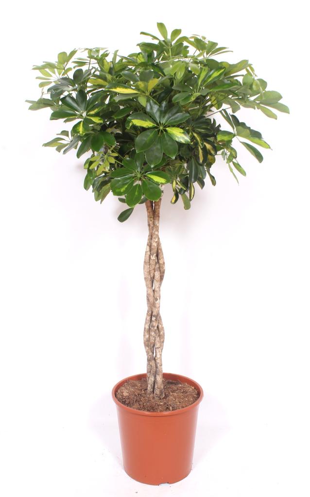 Picture of Schefflera Gold Capella P30 160CM