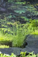Juncus eff. Spiralis