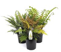 Ferns in varieties - outdoor