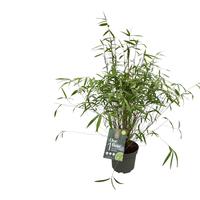 Fargesia angustissima - One Boo Silkleaf
