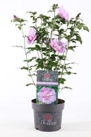 Hibiscus Lavender Chiffon ®