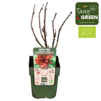 Ribes rubrum Jonkheer van Tets
