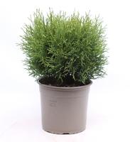 Thuja occidentalis Tiny Tim