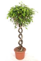 Ficus benjamina Exotica double spiral