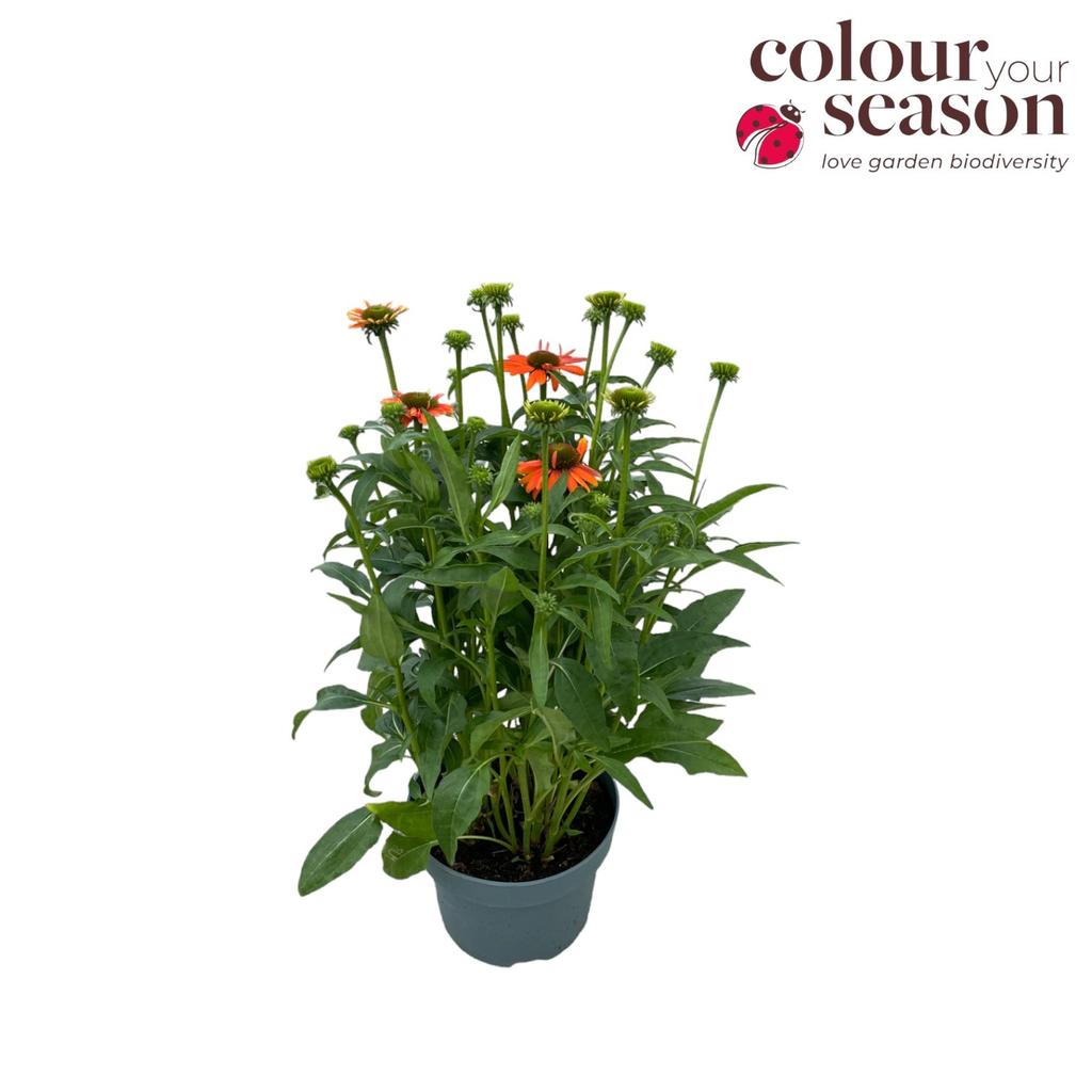 Obrázek Echinacea Sombrero Adobe Orange P19 (3 Ltr)