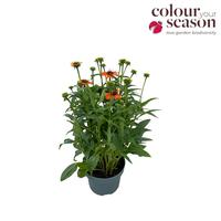 Echinacea Sombrero Adobe Orange