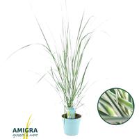 Calamagrostis acut. Overdam