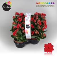 Garden Kalanchoe - Red 4-pack 4-PACK 23cm Piece × 12 - £ 7.16 Shelf £ 6.96 Trolley