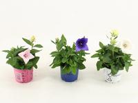 Platycodon in varieties per shelf
