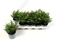 Cuphea hyssopifolia gemengd in pot