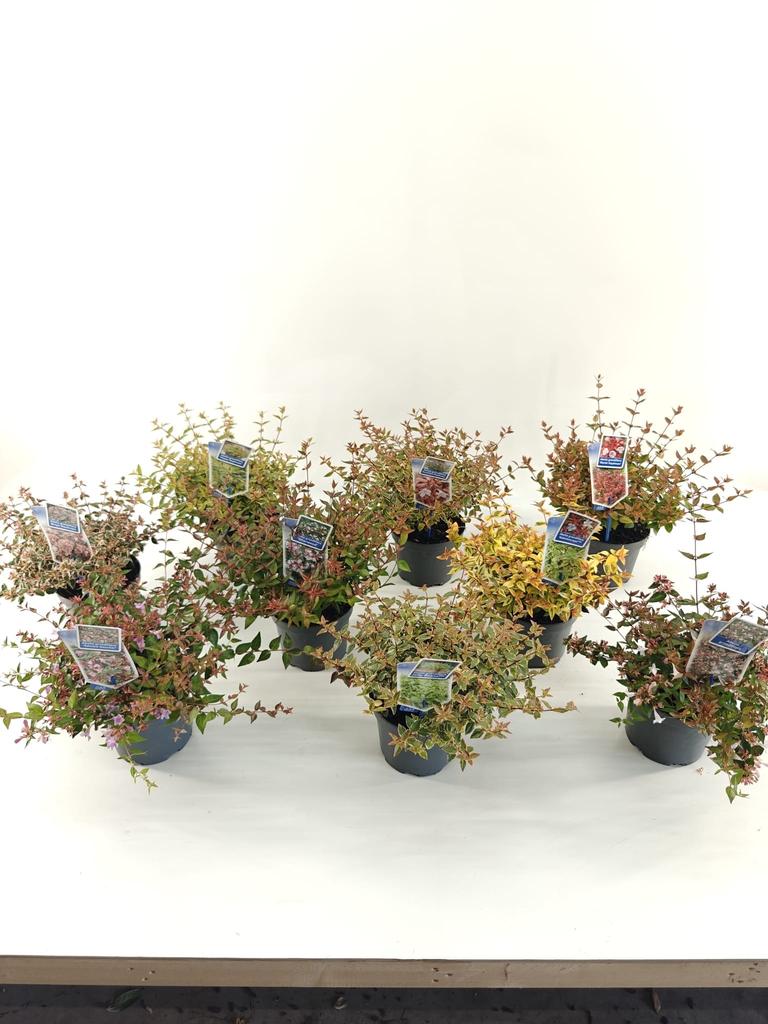 Billede af Abelia in varieties P17 (2 Ltr)