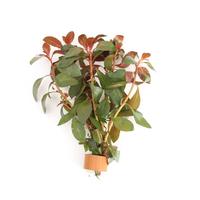 Ludwigia repens diamond red BUNDEL 5cm Tray 10 × 60 £ 1.25 (Tray) £ 1.23 Shelf £ 1.22 Trolley Tray £ 1.25 × 10 (0.3%)