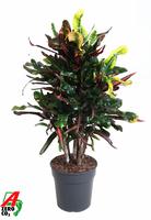 Codiaeum Mammi branched