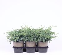 Juniperus squa. Blue Carpet