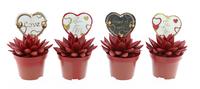 Echeveria miranda red + love label