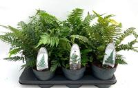Ferns in varieties - outdoor
