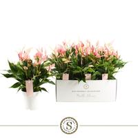 Anthurium Mille Fleurs Lilli