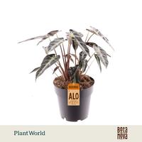 Alocasia Bambino Arrow 2 PP