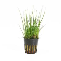 Eleocharis acicularis