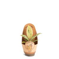 Ficus elastica 'Shivereana´