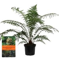 Dicksonia Antarctica (Tasmanian Treefern)