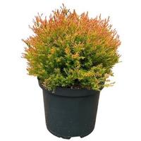 Thuja o. Fire Chief