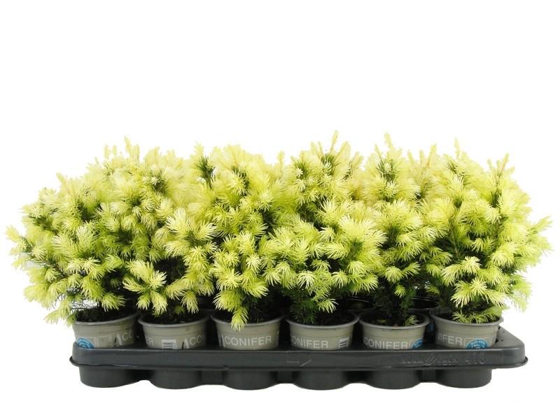 Picture of Picea glauca Daisys White' P9