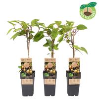 Actinidia arg. Bayern