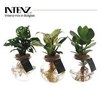 Hydroponic Intenz varieties in bulb glass
