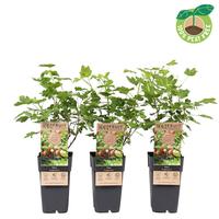 Ribes uva- crispa Captivator