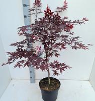 Acer pal. Red Emperor