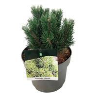 Pinus mugo Limerick