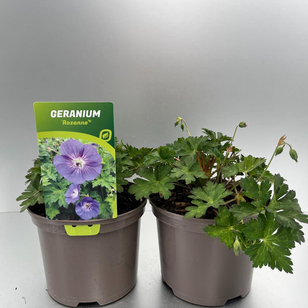 Picture of Geranium Rozanne P17 (2 Ltr)