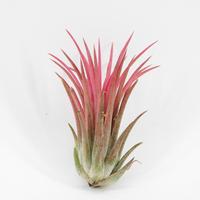 Tillandsia Ionantha red - 7CM Tray 15 × 10 £ 1.12 (Tray) £ 1.06 Shelf £ 1.05 Trolley Tray £ 1.12 × 15 (1.0%)