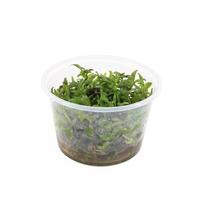 Limnophila hippuridoides CUP - Tray 3 × 100 £ 3.22 (Tray) £ 3.18 Shelf £ 3.17 Trolley Tray £ 3.22 × 3 (0.2%)
