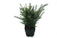 Taxus baccata
