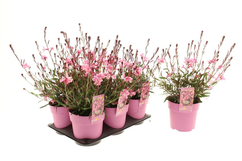 Picture of Gaura Gaudi Medium Pink (After Summer) P15