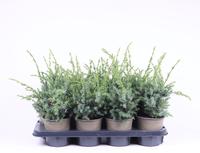 Juniperus chin. Blue Alps